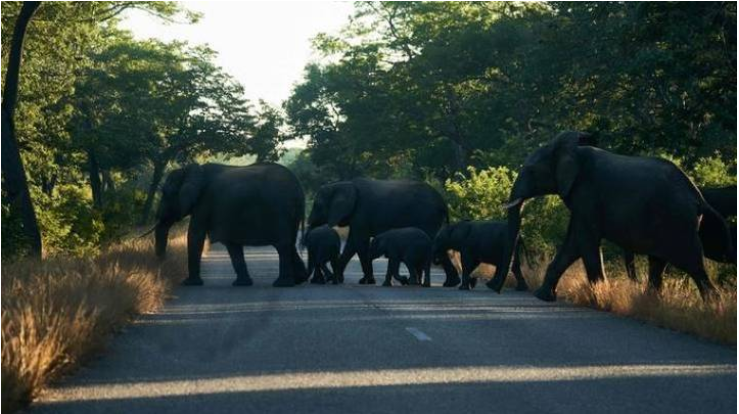 elephants