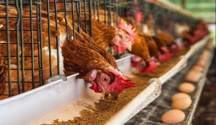 Poultry farmers