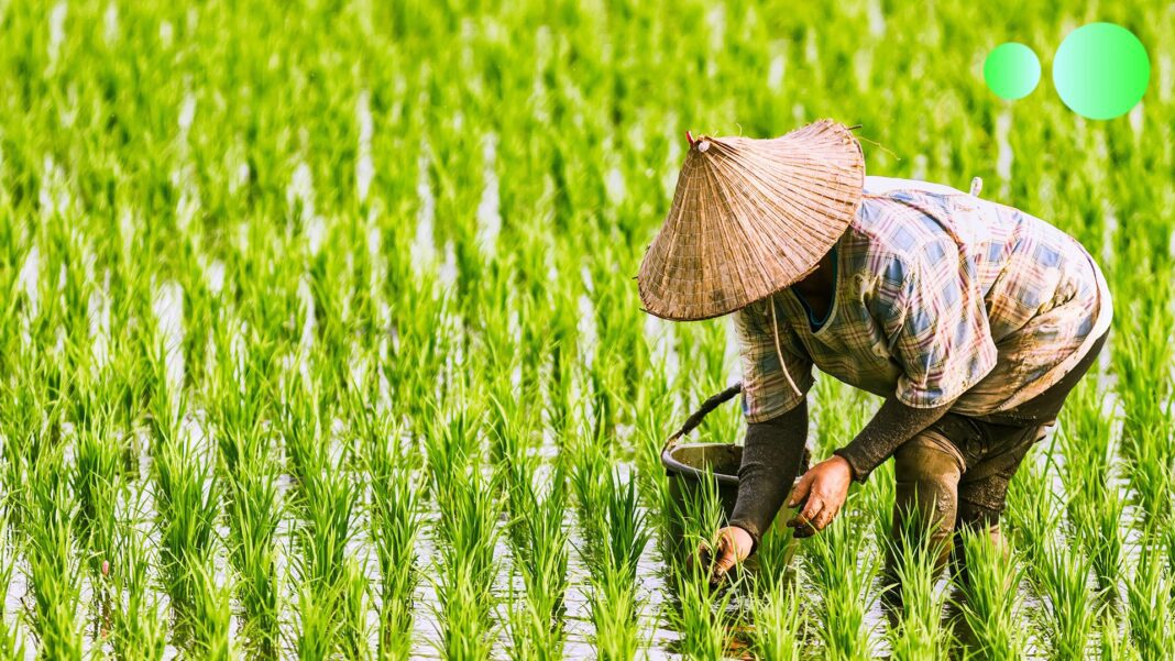 FG To Support 500,000 Rice Farmers – AFAN
